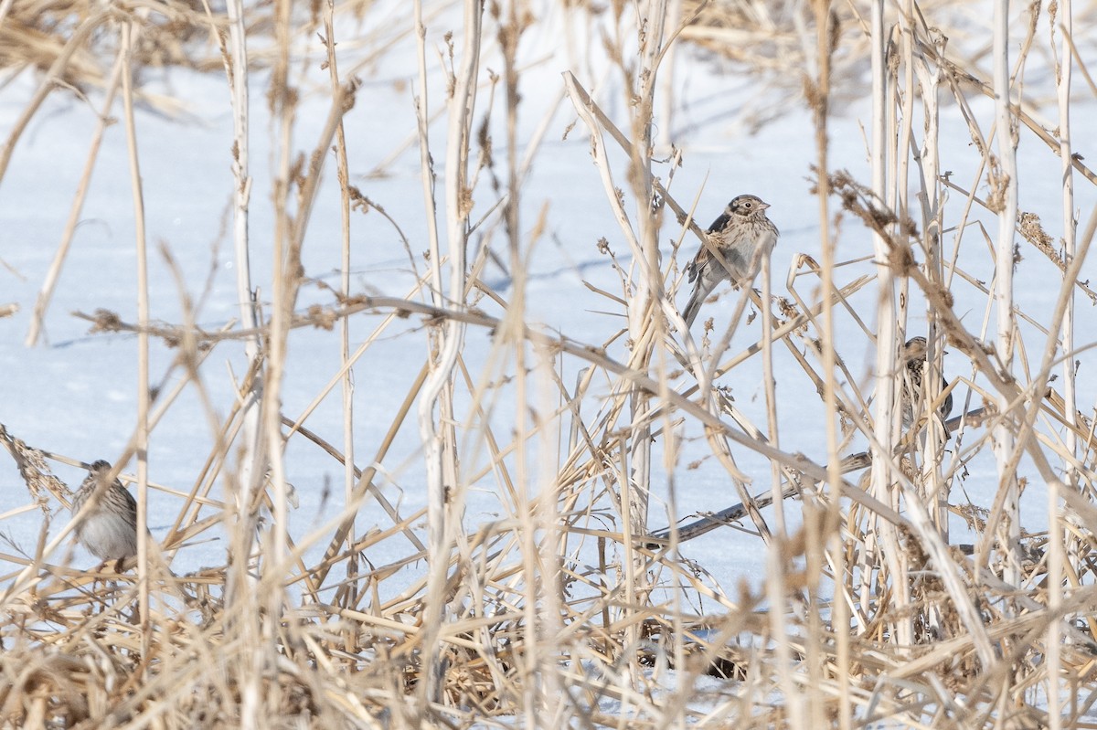 Vesper Sparrow - ML614735813