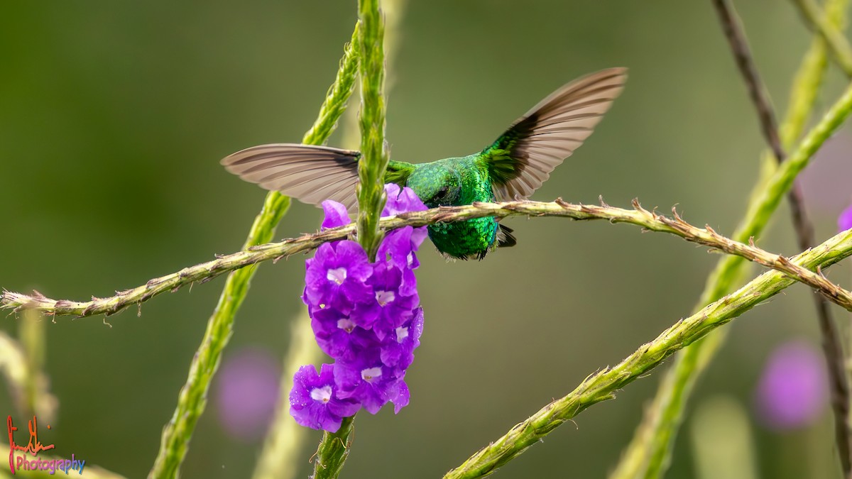 kolibřík zahradní - ML614735834