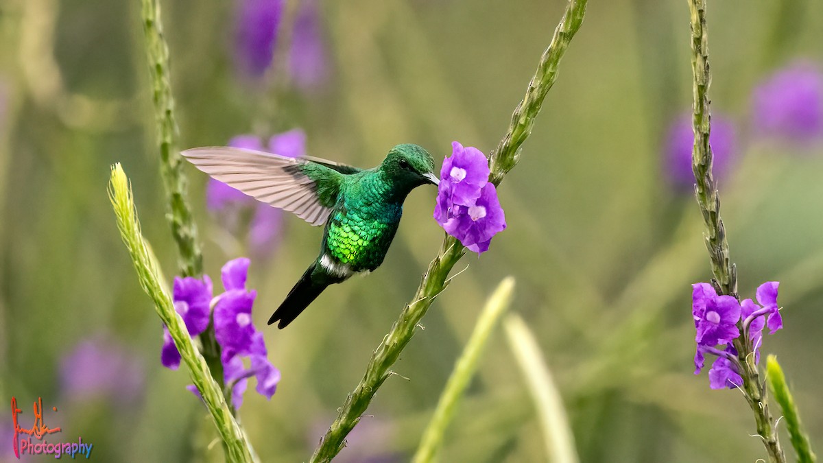 kolibřík zahradní - ML614735836