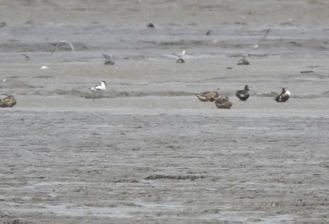 Pied Avocet - ML614735852