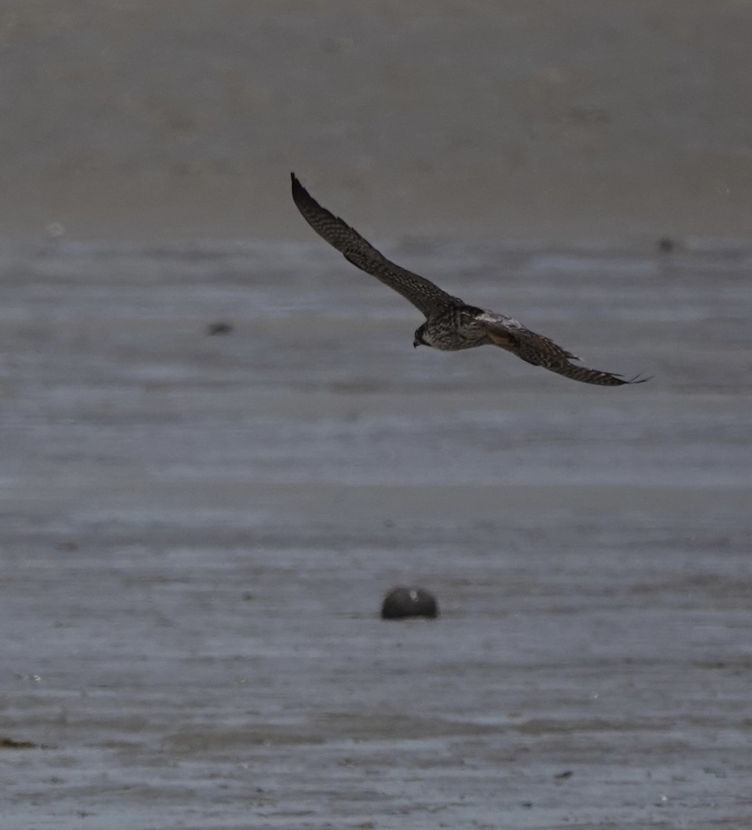 Peregrine Falcon (Tundra) - ML614735877