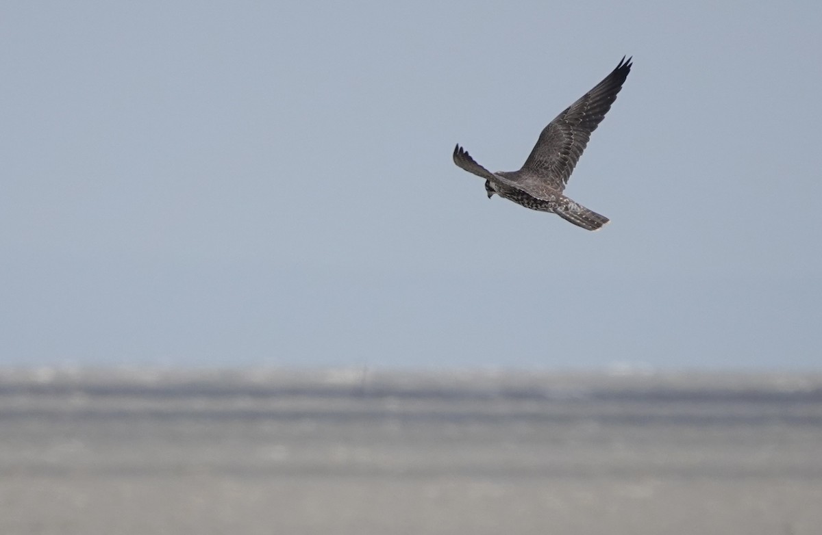 Peregrine Falcon (Tundra) - ML614735880