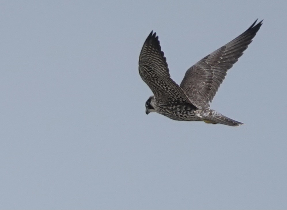 Peregrine Falcon (Tundra) - ML614735881