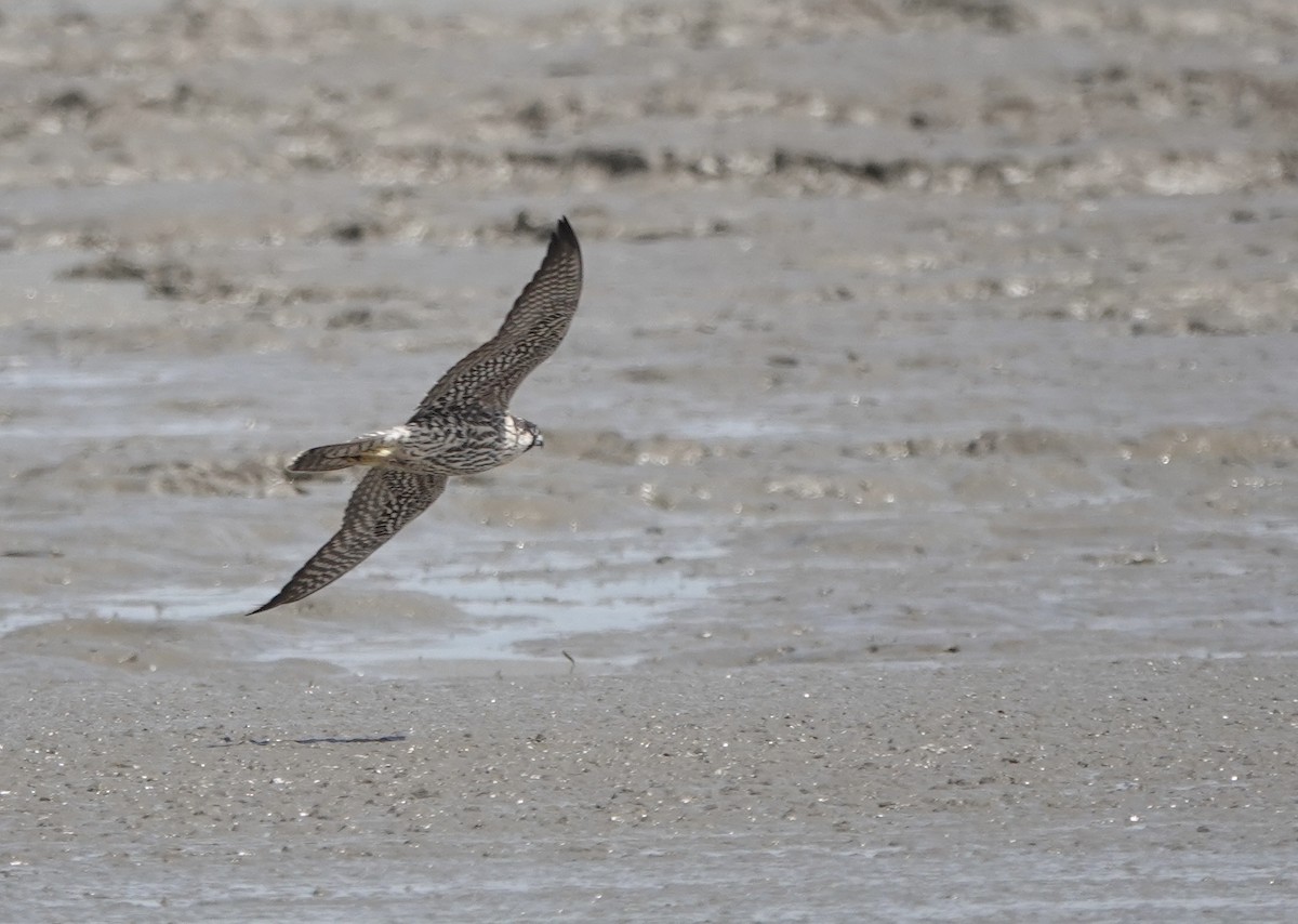 Peregrine Falcon (Tundra) - ML614735883