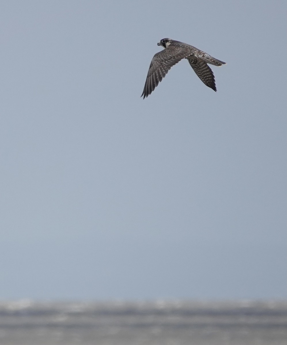 Peregrine Falcon (Tundra) - ML614735884