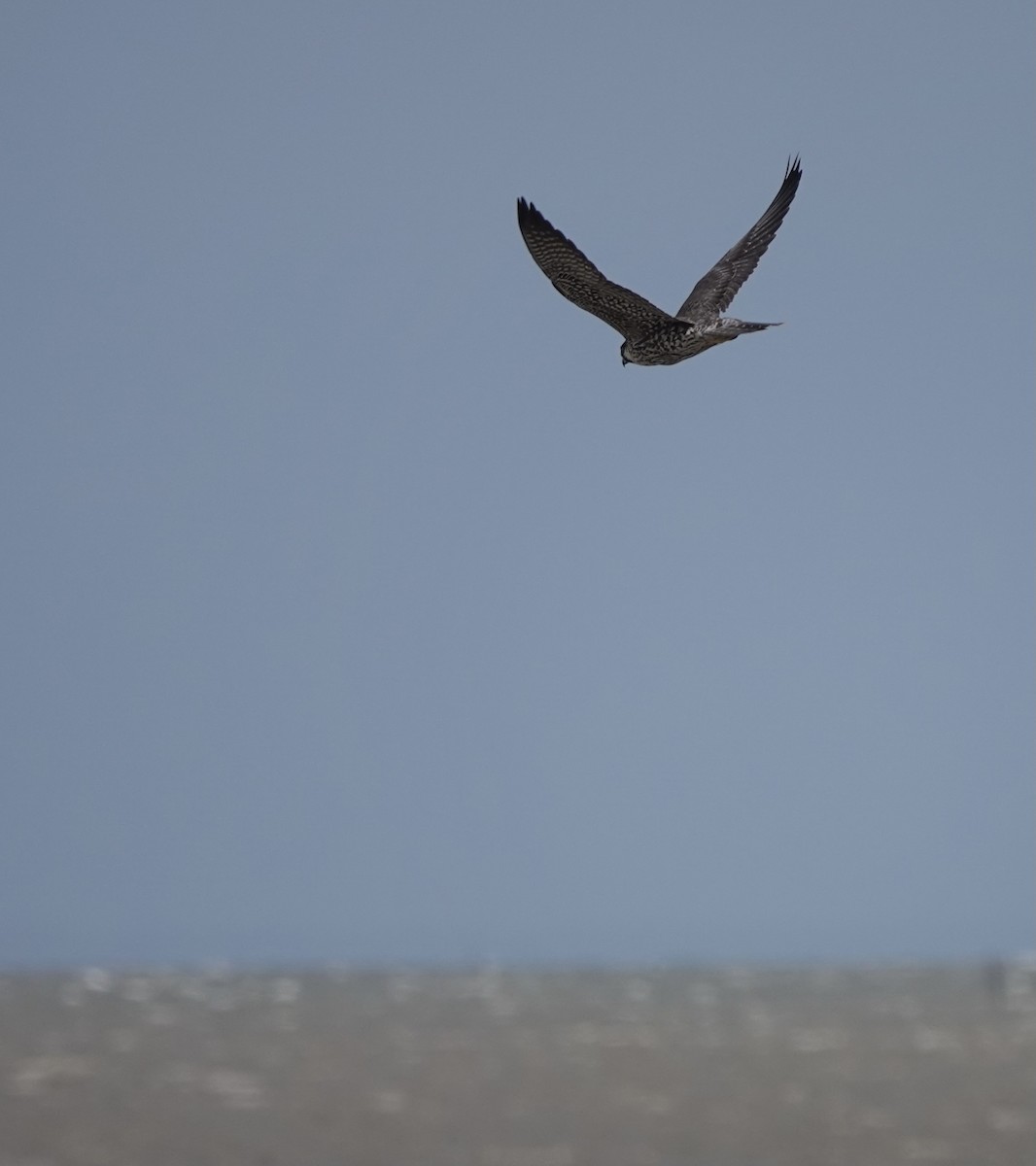 Peregrine Falcon (Tundra) - ML614735891