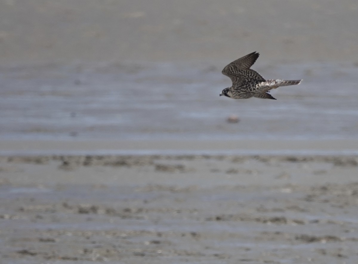 Peregrine Falcon (Tundra) - Martin Kennewell