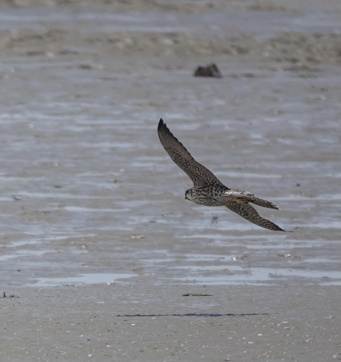 Peregrine Falcon (Tundra) - ML614735894