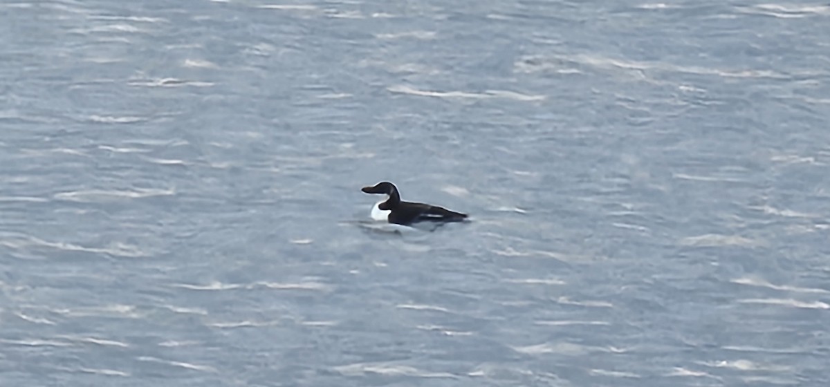 Razorbill - ML614735924