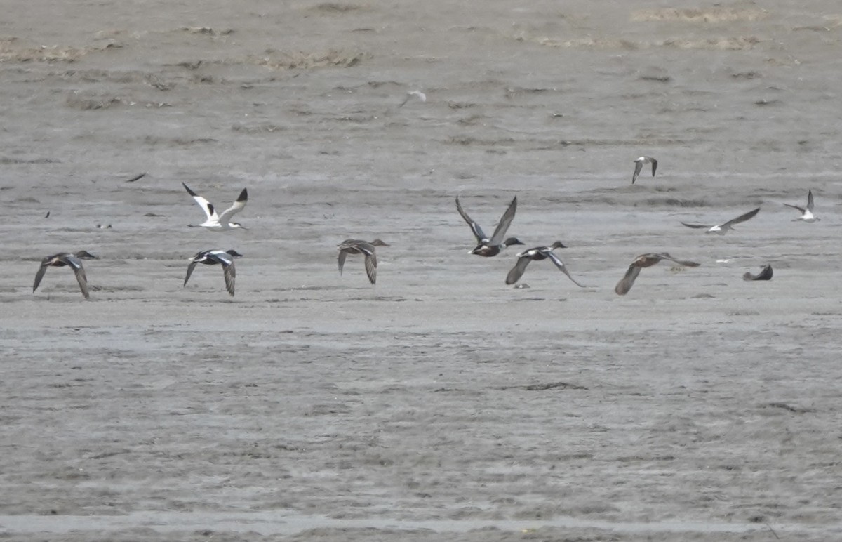 Pied Avocet - Martin Kennewell