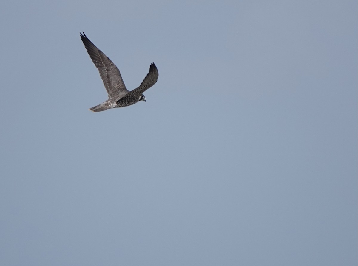 Peregrine Falcon (Tundra) - ML614735984