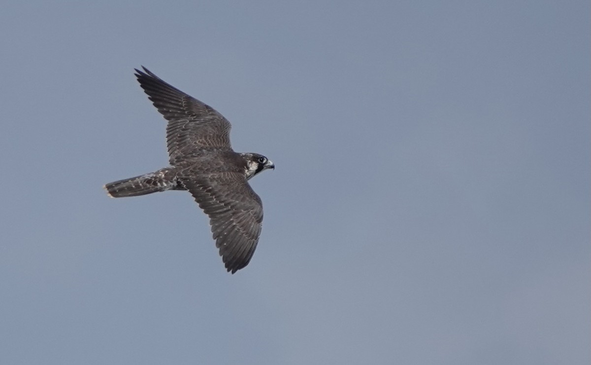 Peregrine Falcon (Tundra) - ML614735985