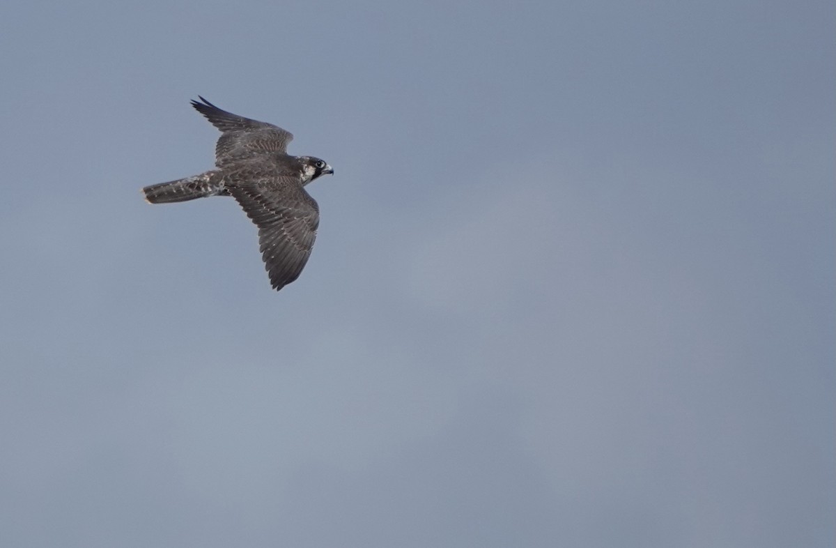 Peregrine Falcon (Tundra) - ML614735986