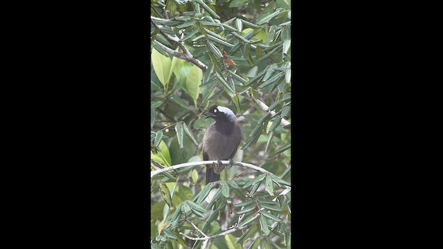Azure-naped Jay - ML614736032