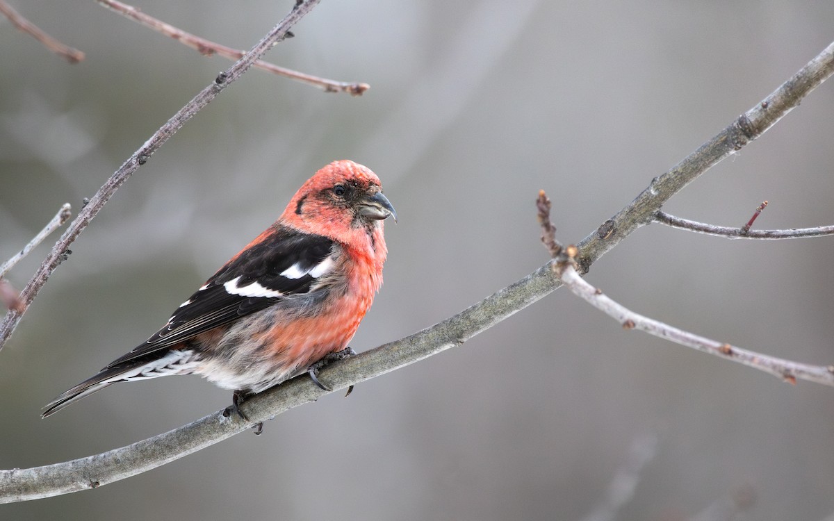 White-winged Crossbill - ML614736046