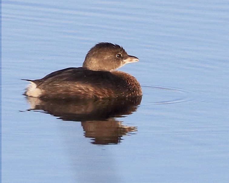 Pied-billed Grebe - ML614736057