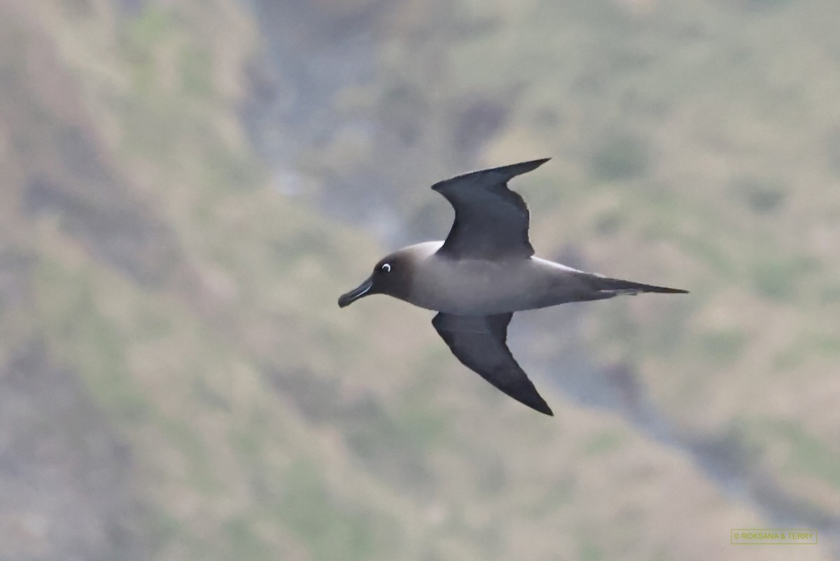 albatros světlehřbetý - ML614736081