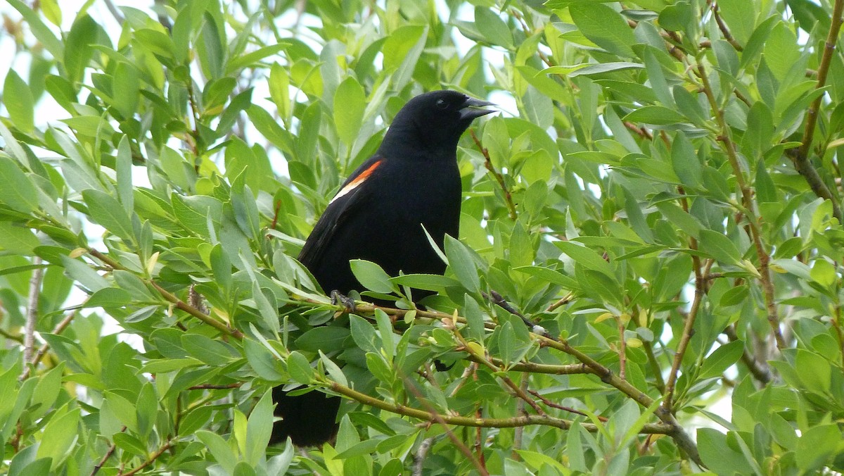 Red-winged Blackbird - ML61473611