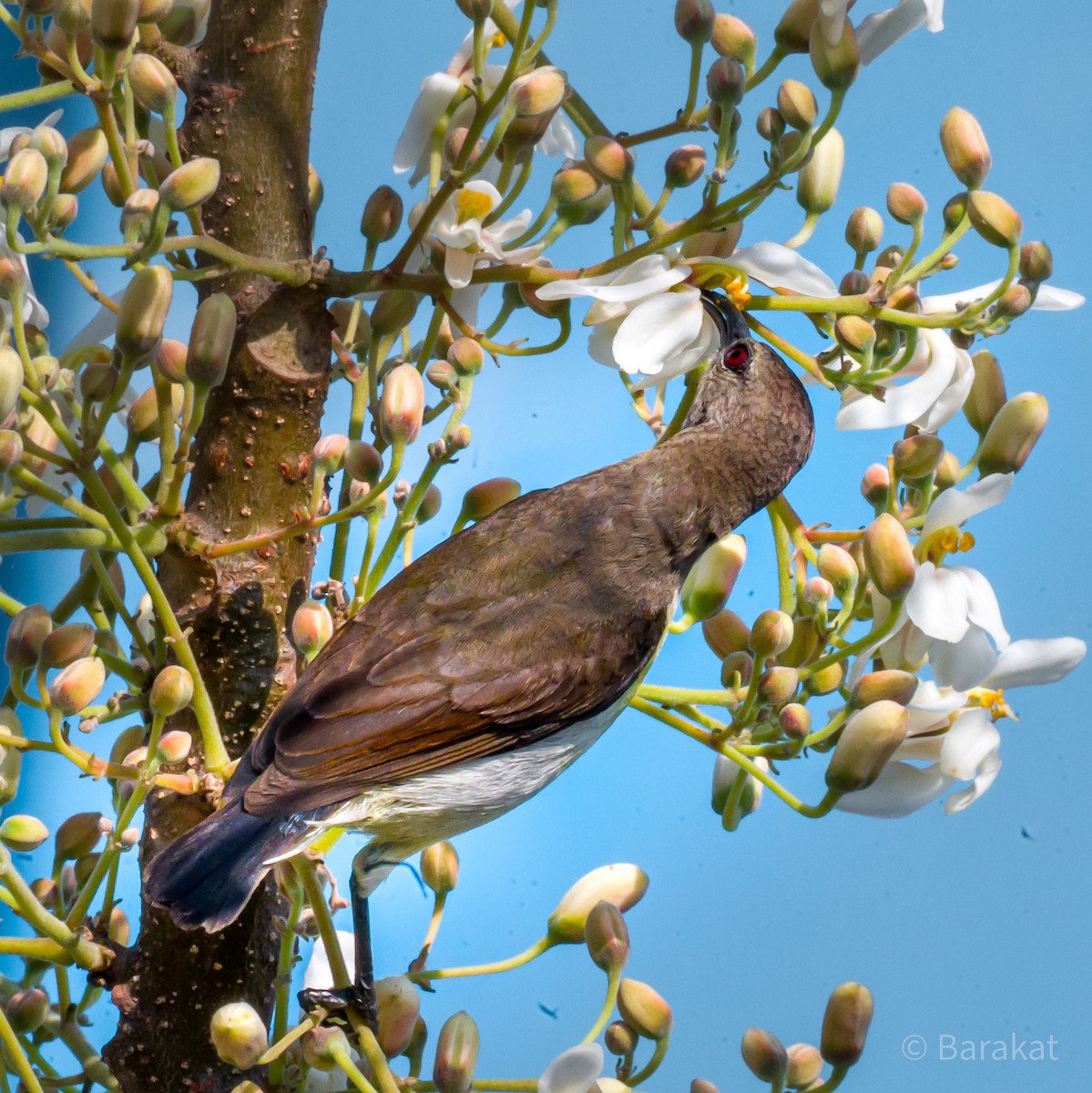 Purple Sunbird - Munshi Abul Barakat