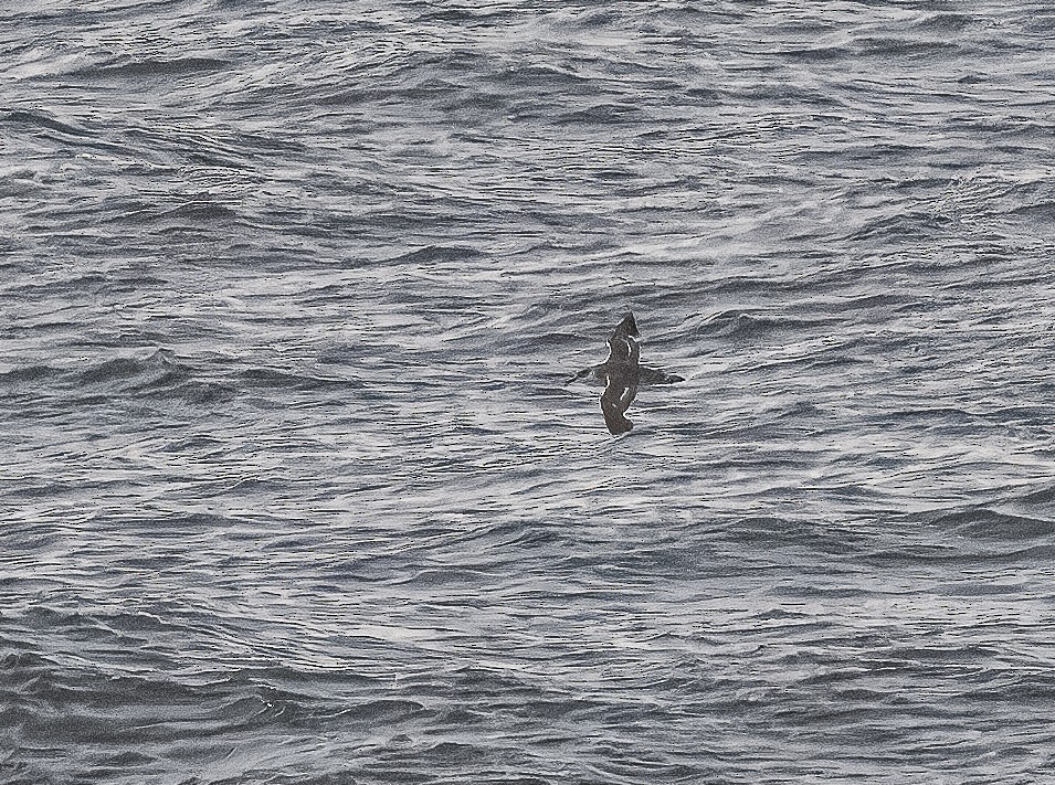 shearwater sp. - ML614736148