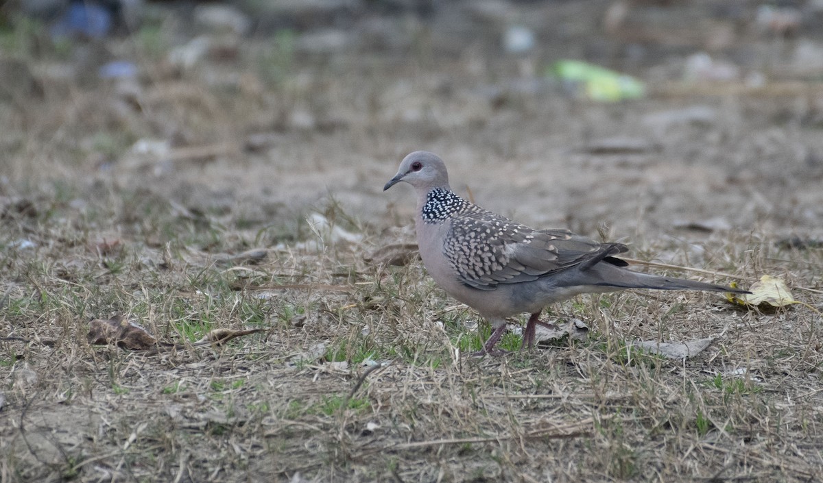 Spotted Dove - ML614736174