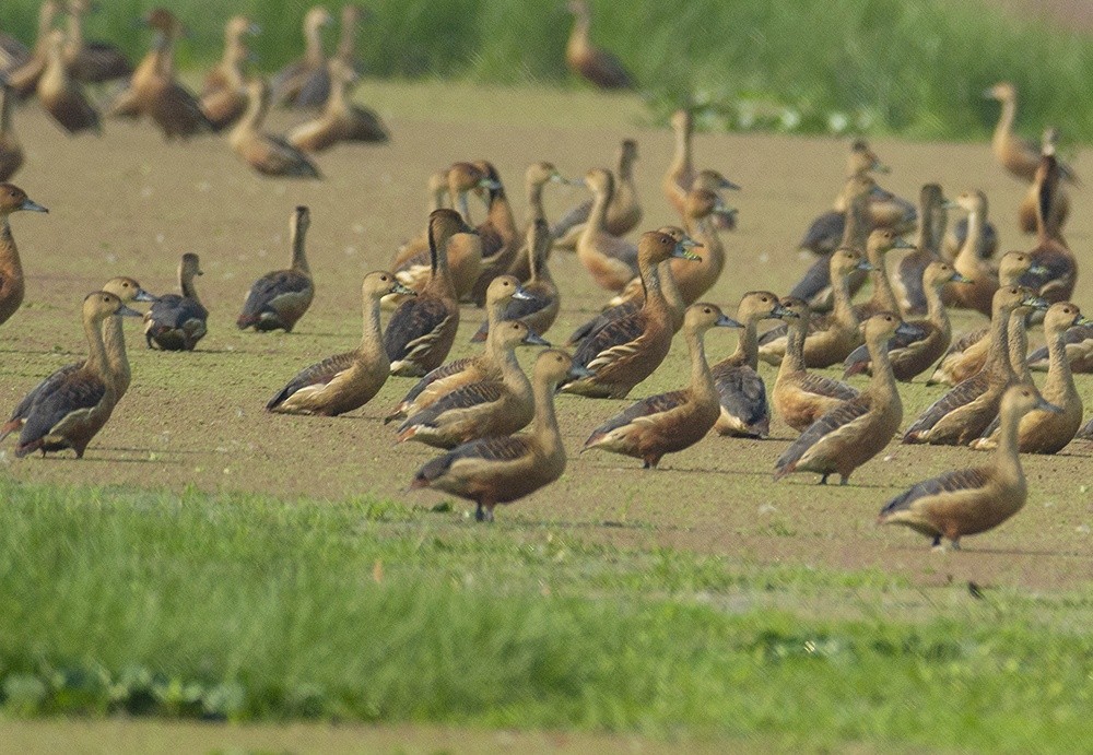 Fulvous Whistling-Duck - ML614736215