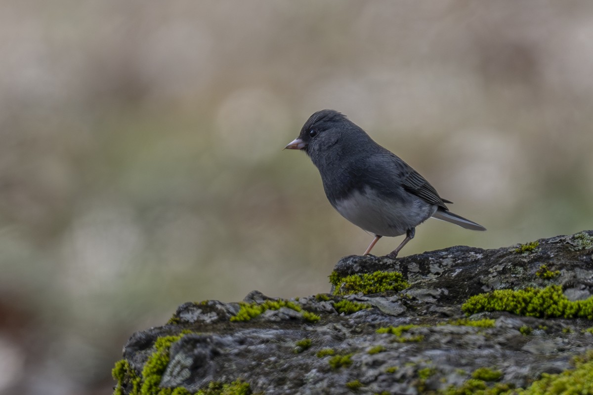 Junco Ojioscuro (hyemalis/carolinensis) - ML614736223