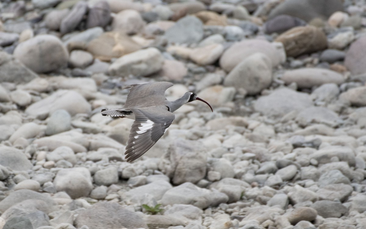 Ibisbill - Ed Stubbs