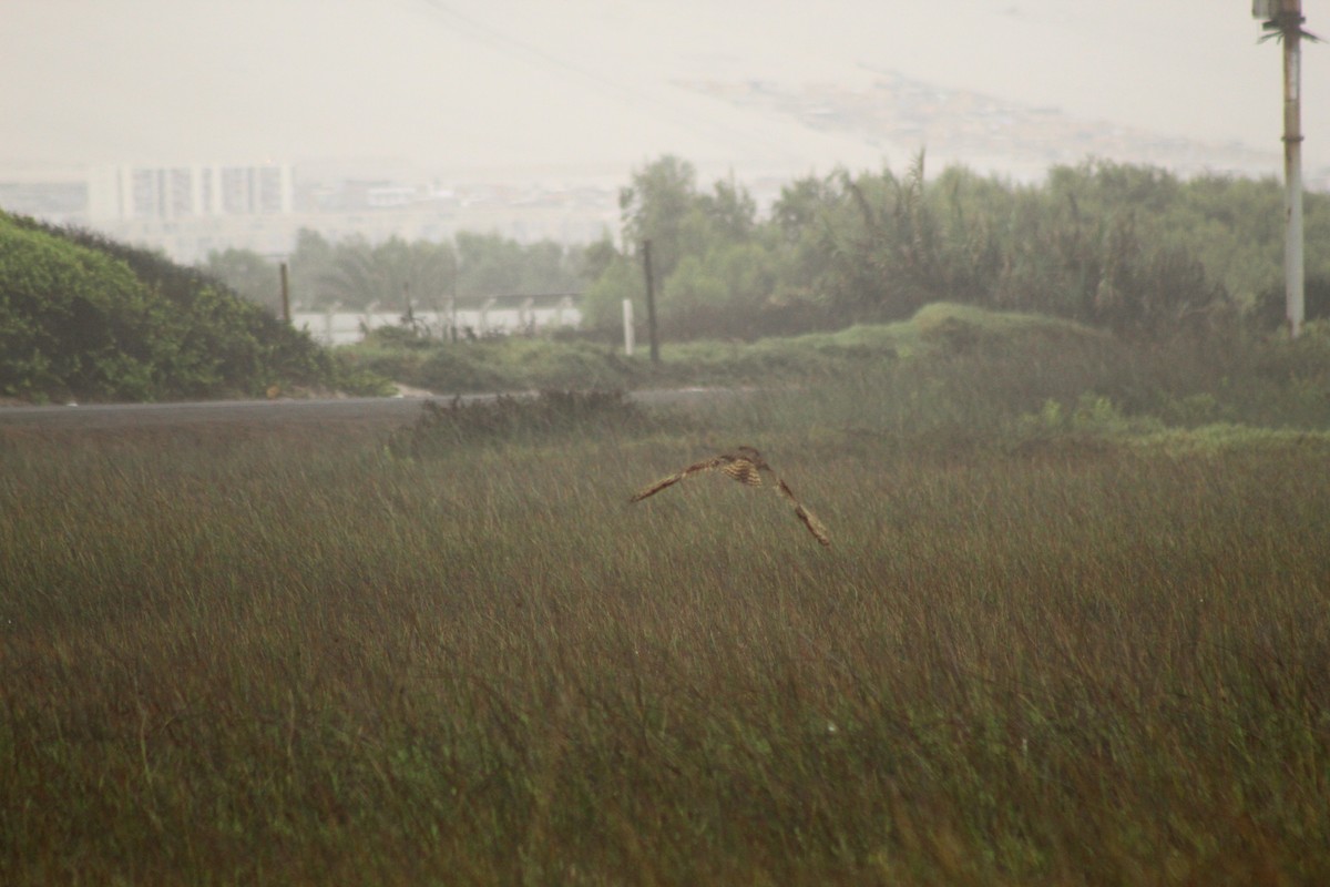 ינשוף שדות - ML614736280