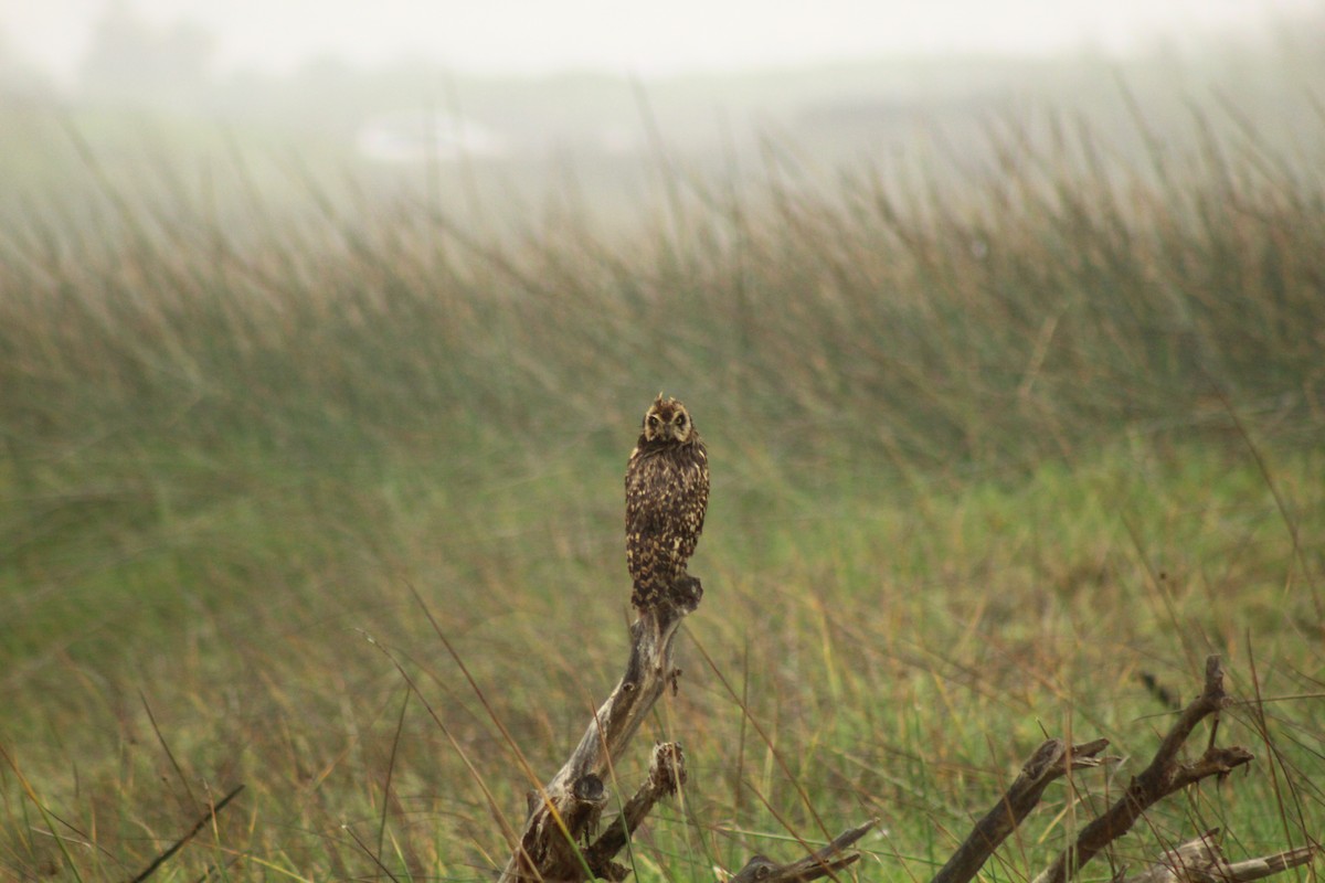 Short-eared Owl - Camilo Vilches Díaz