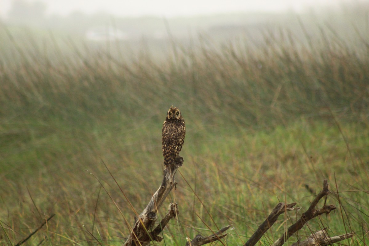 Short-eared Owl - Camilo Vilches Díaz