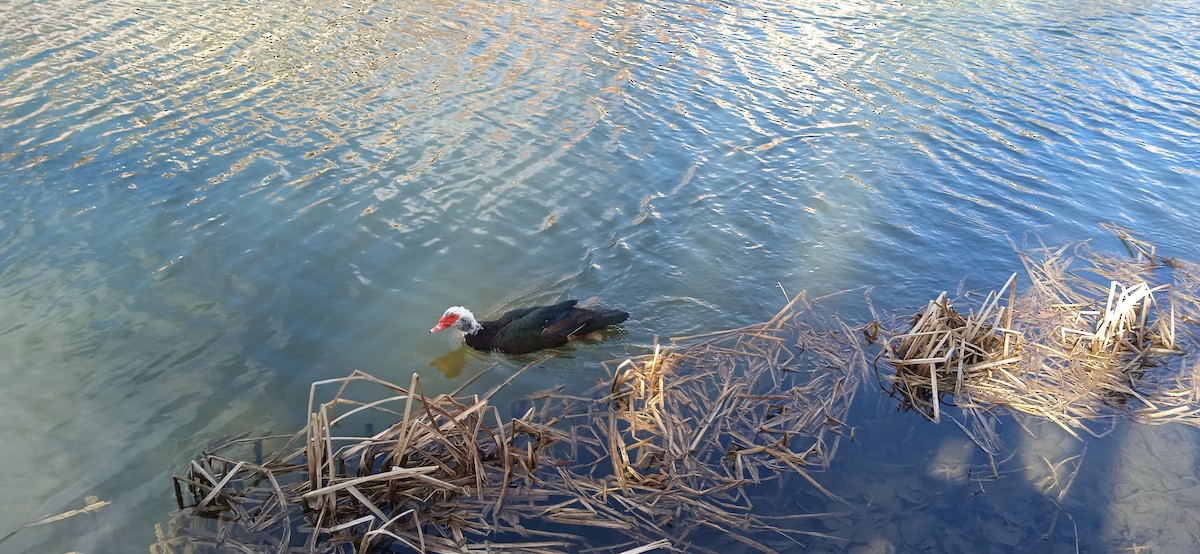 Muscovy Duck (Domestic type) - ML614736313