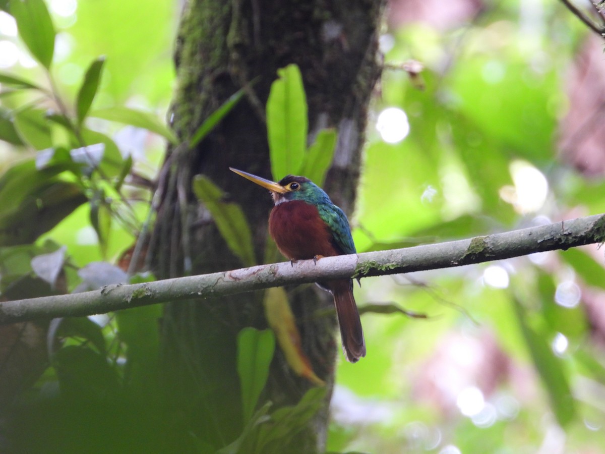 Yellow-billed Jacamar - ML614736348