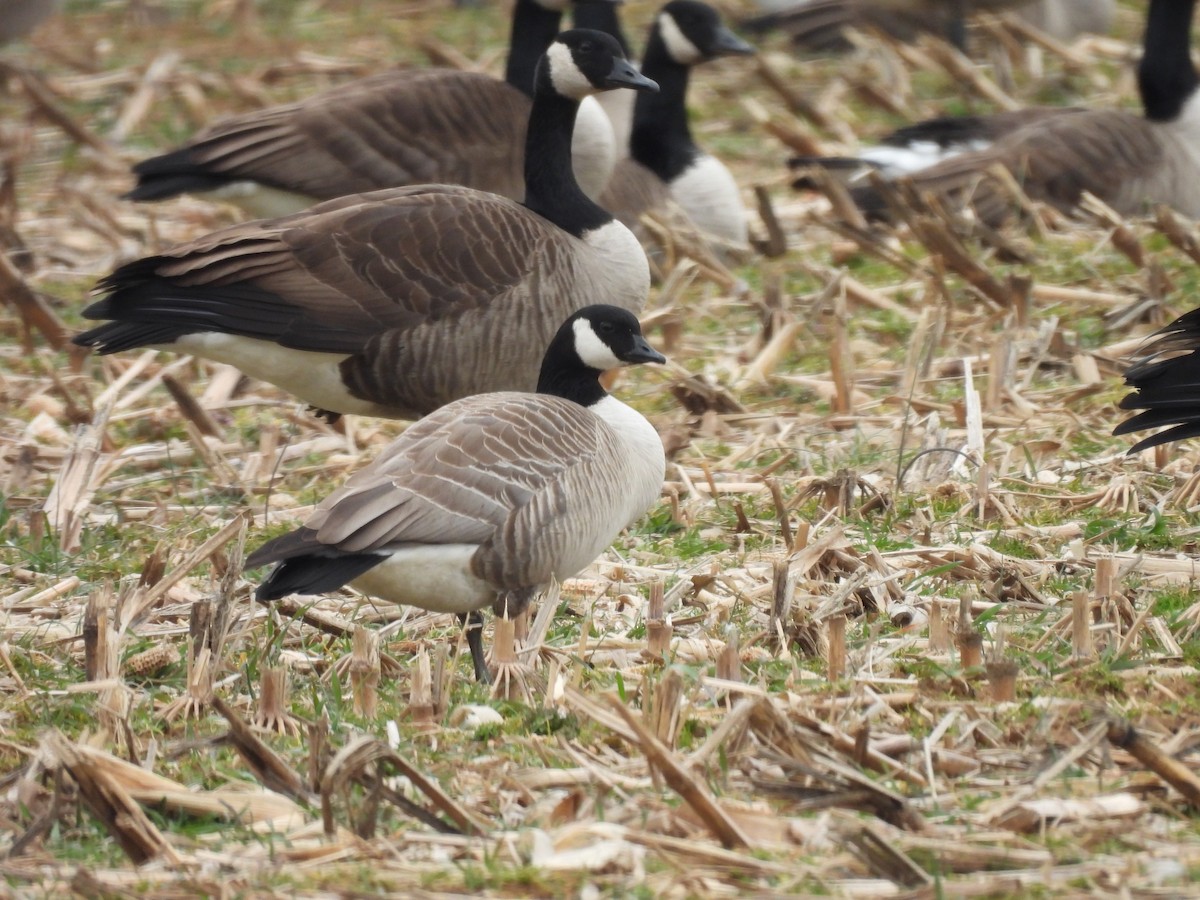 Cackling Goose - ML614736351