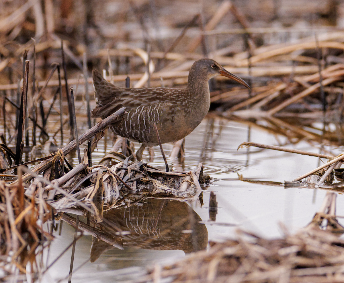 Clapper Rail - ML614736363