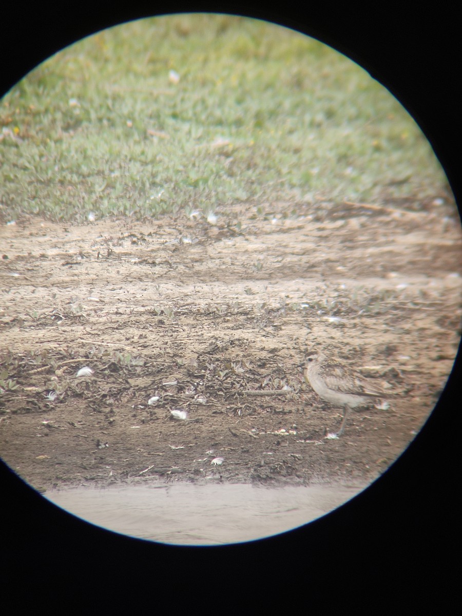 American Golden-Plover - Lucas Quivira Flores