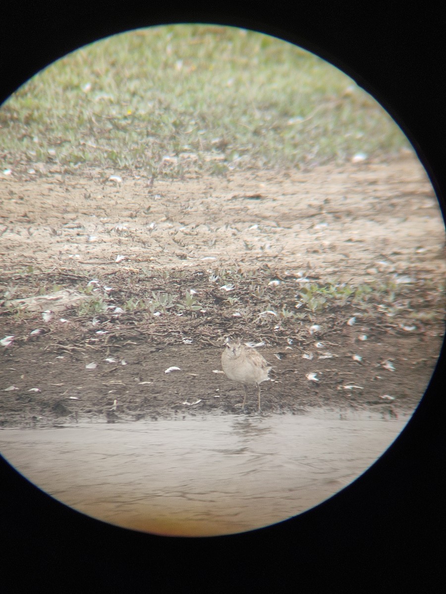 American Golden-Plover - Lucas Quivira Flores