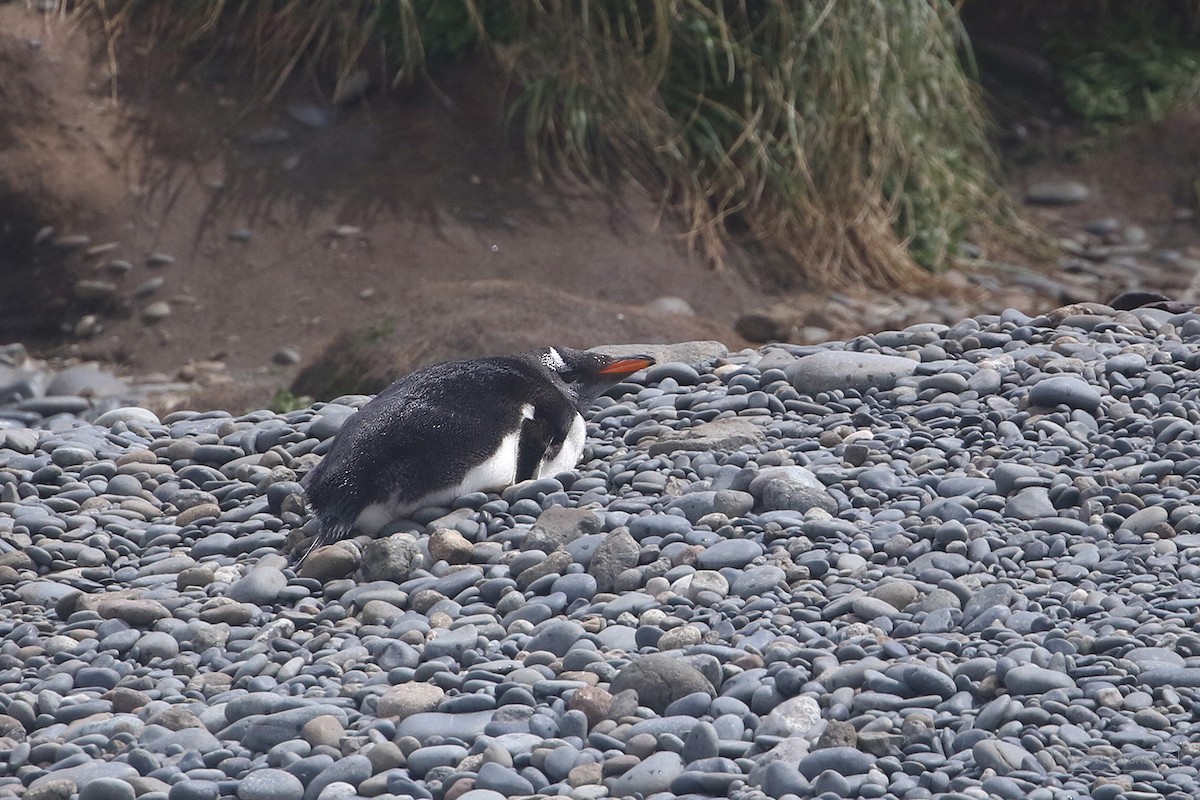 Gentoo Penguin - Roksana and Terry