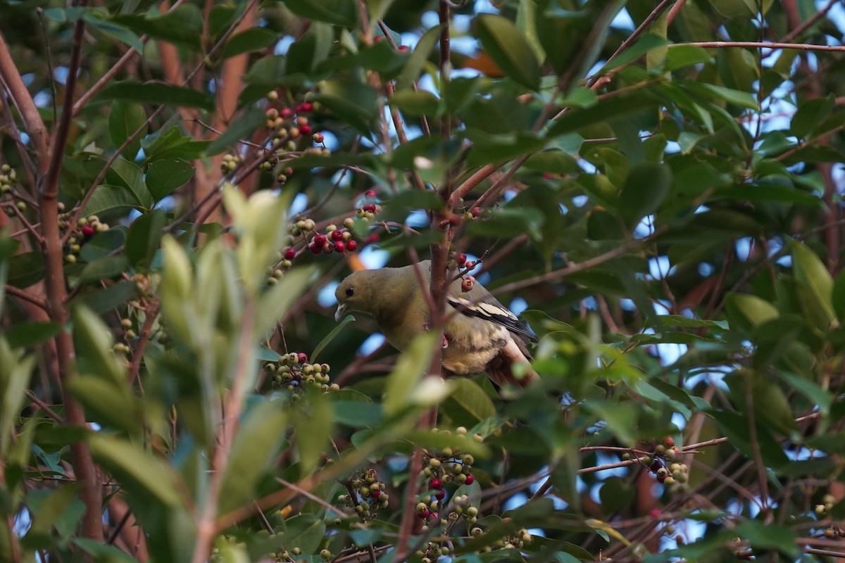 green-pigeon sp. - ML614736431