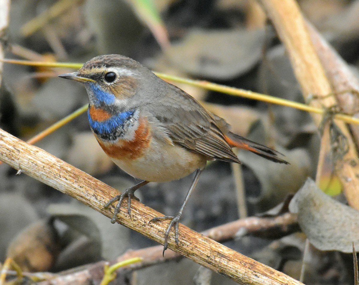 Bluethroat - ML614736436