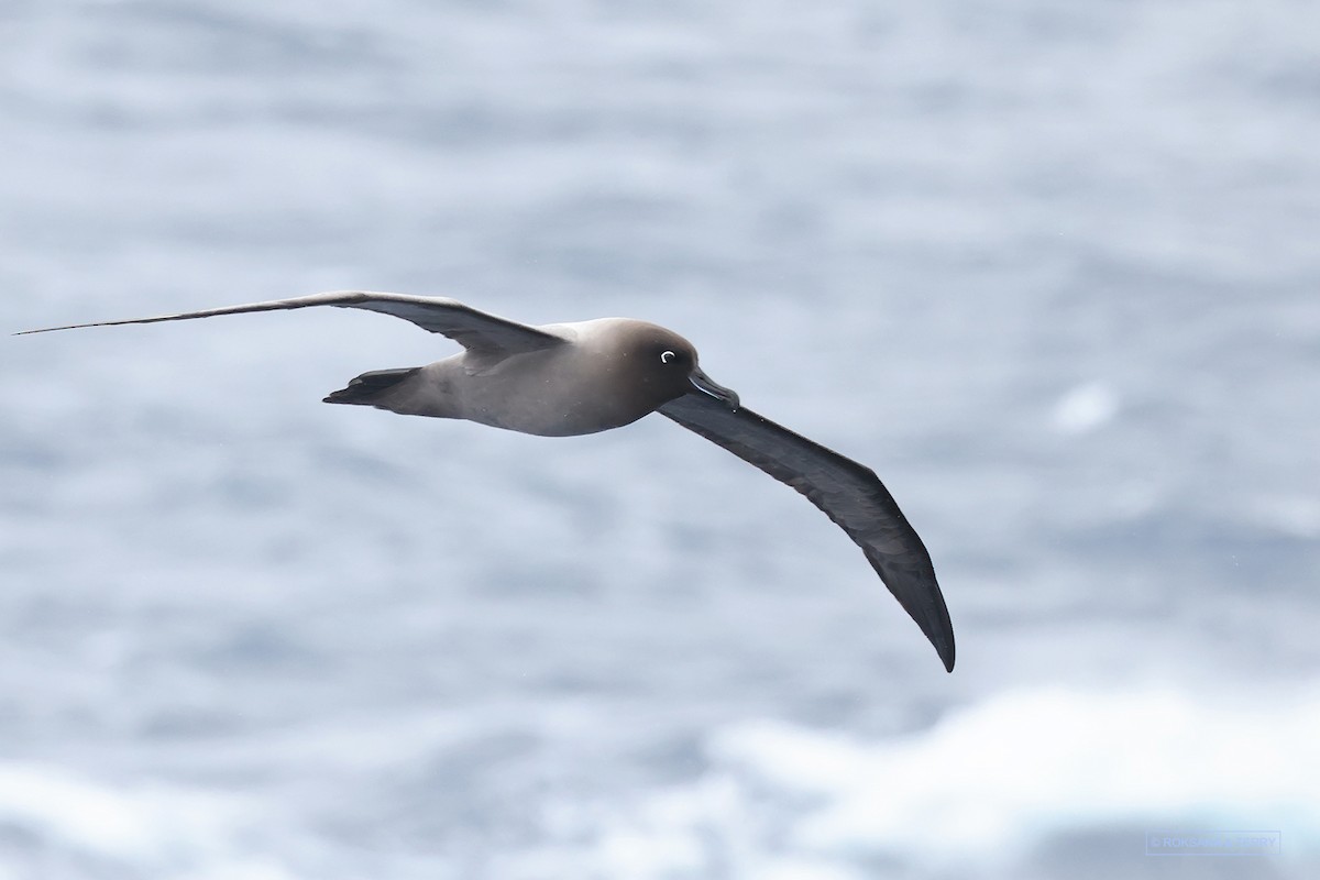 albatros světlehřbetý - ML614736504