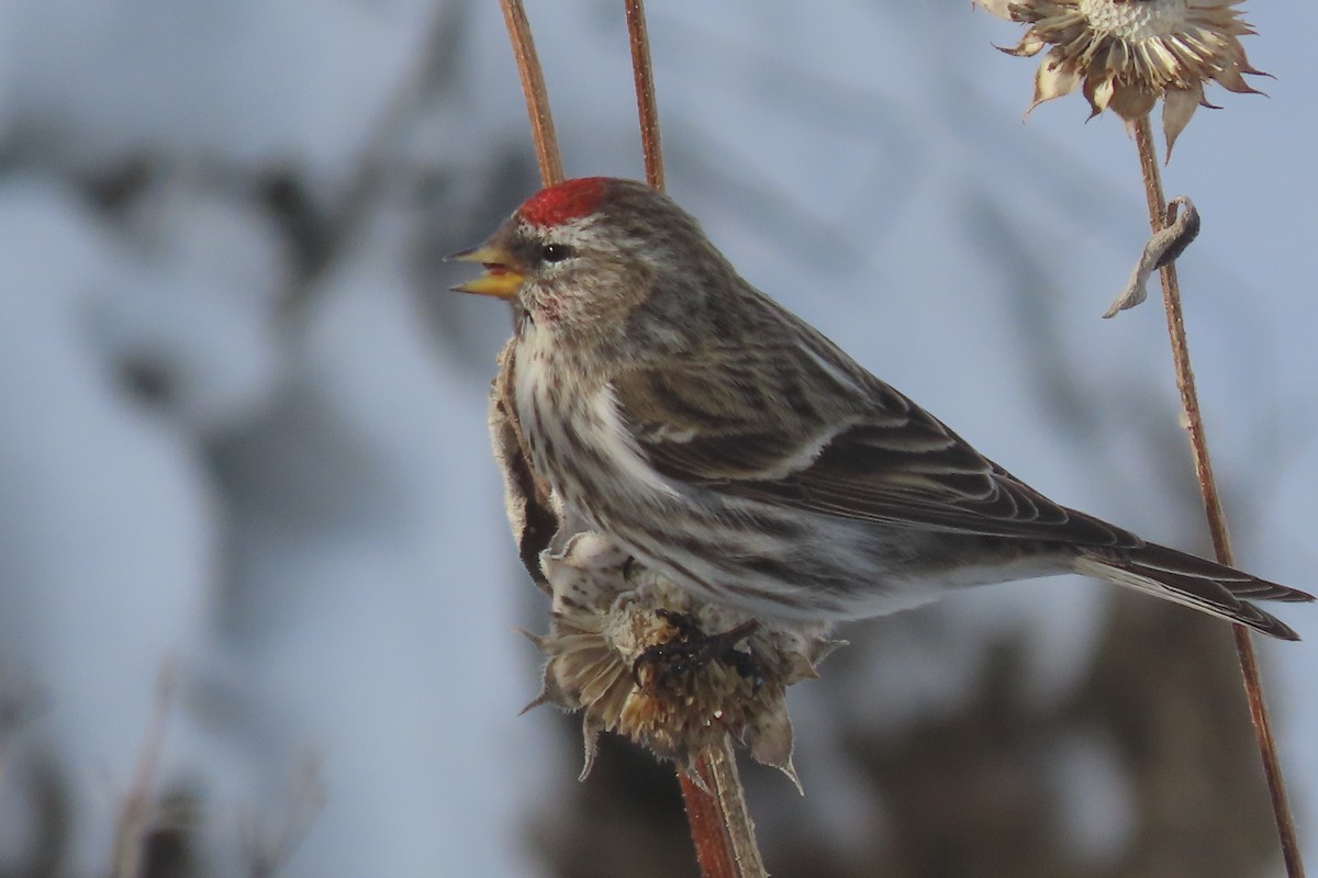 Common Redpoll - Mike Lesnik