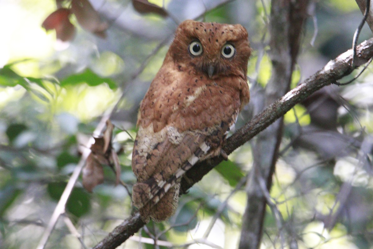 Sokoke Scops-Owl - ML614736618