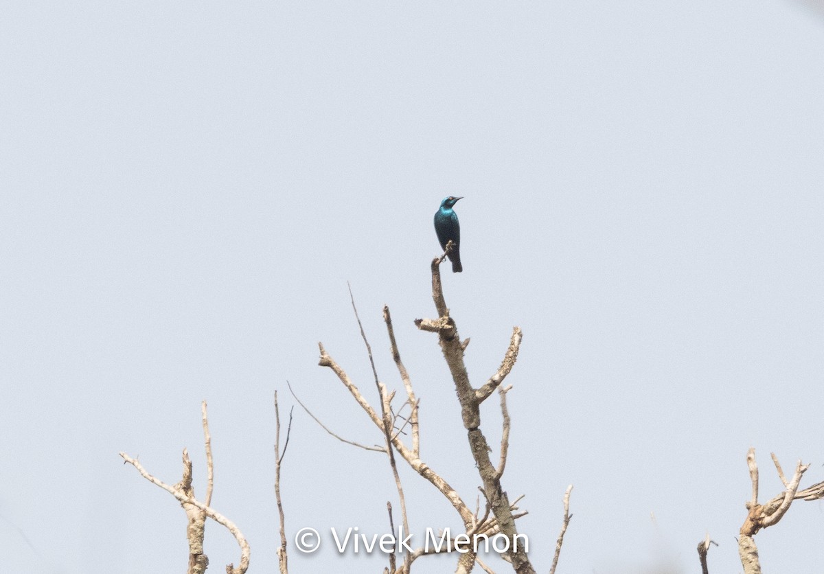 Lesser Blue-eared Starling (Lesser) - ML614736666