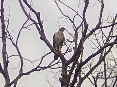 Changeable Hawk-Eagle (Changeable) - ML614736706