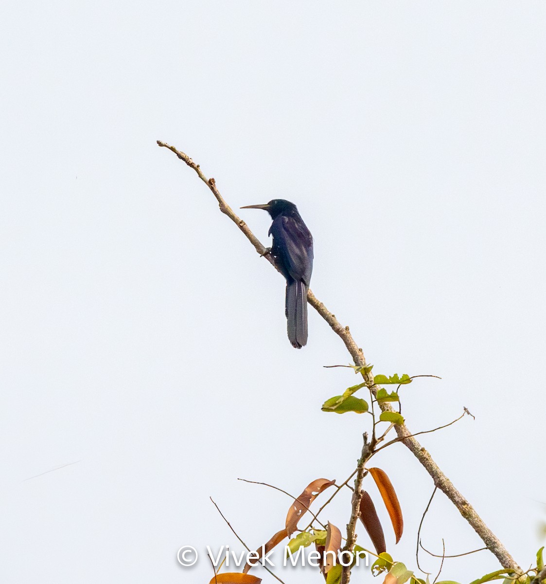 Black Scimitarbill - Vivek Menon