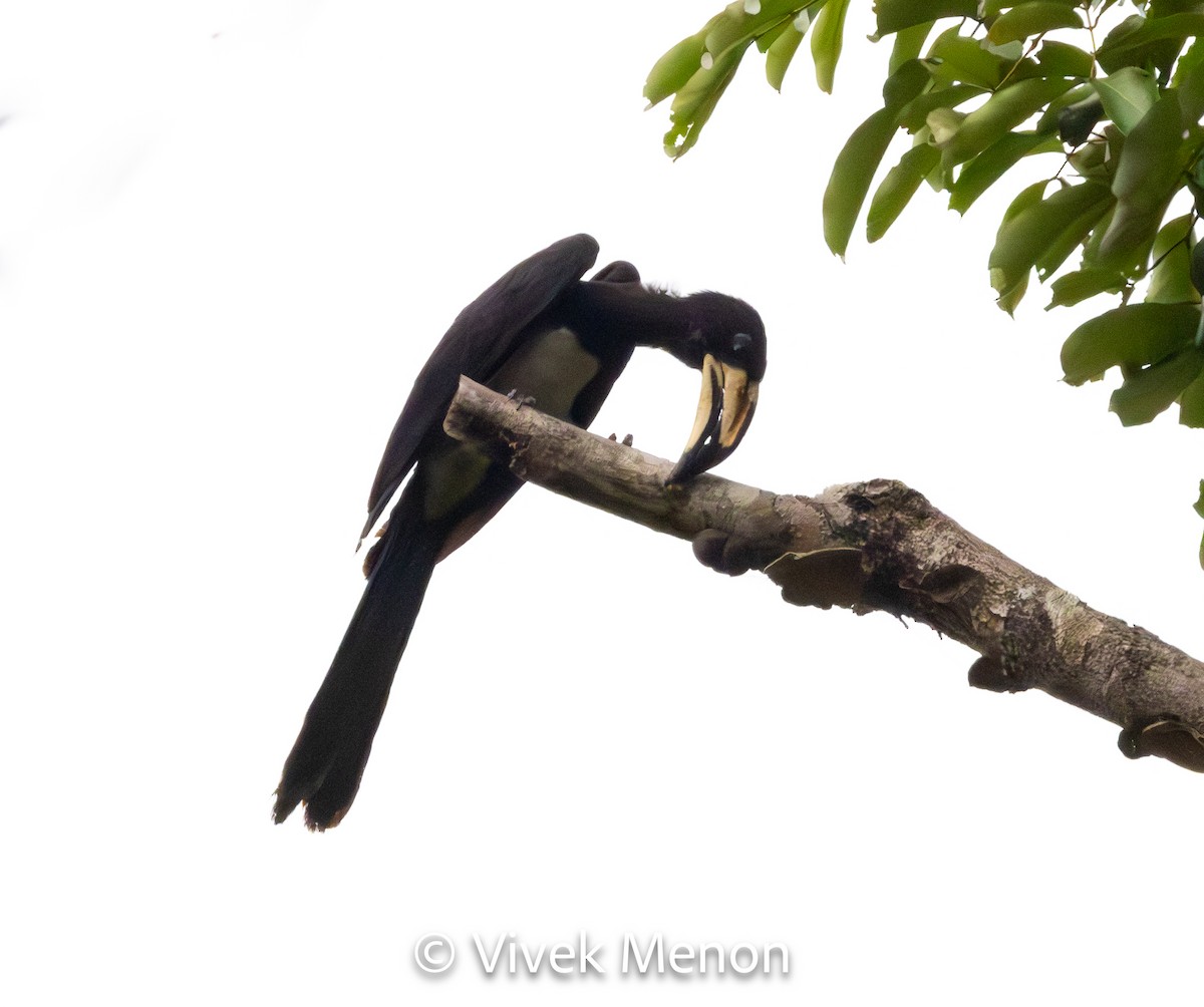 West African Pied Hornbill - ML614736715