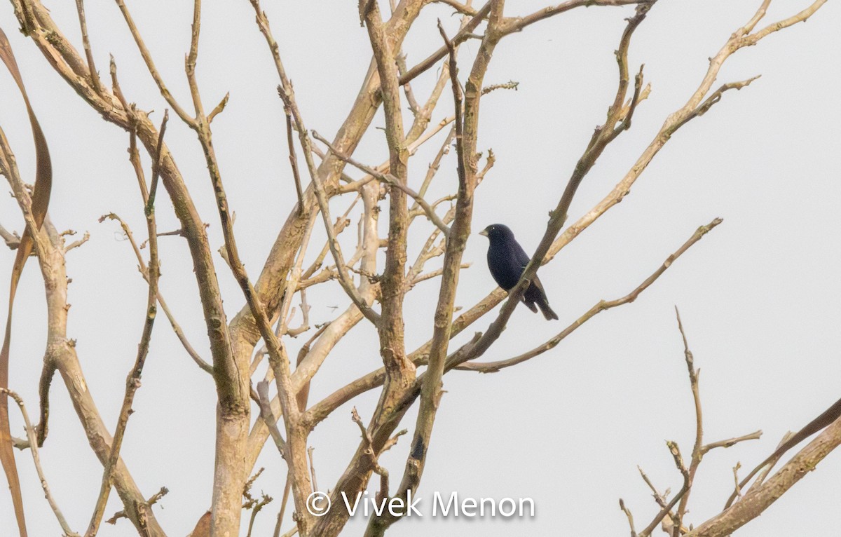 Wilson's Indigobird - ML614736737