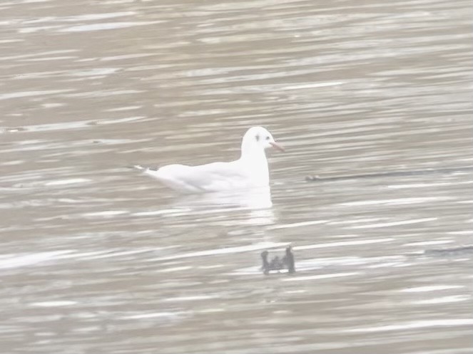 Black-headed Gull - ML614736787