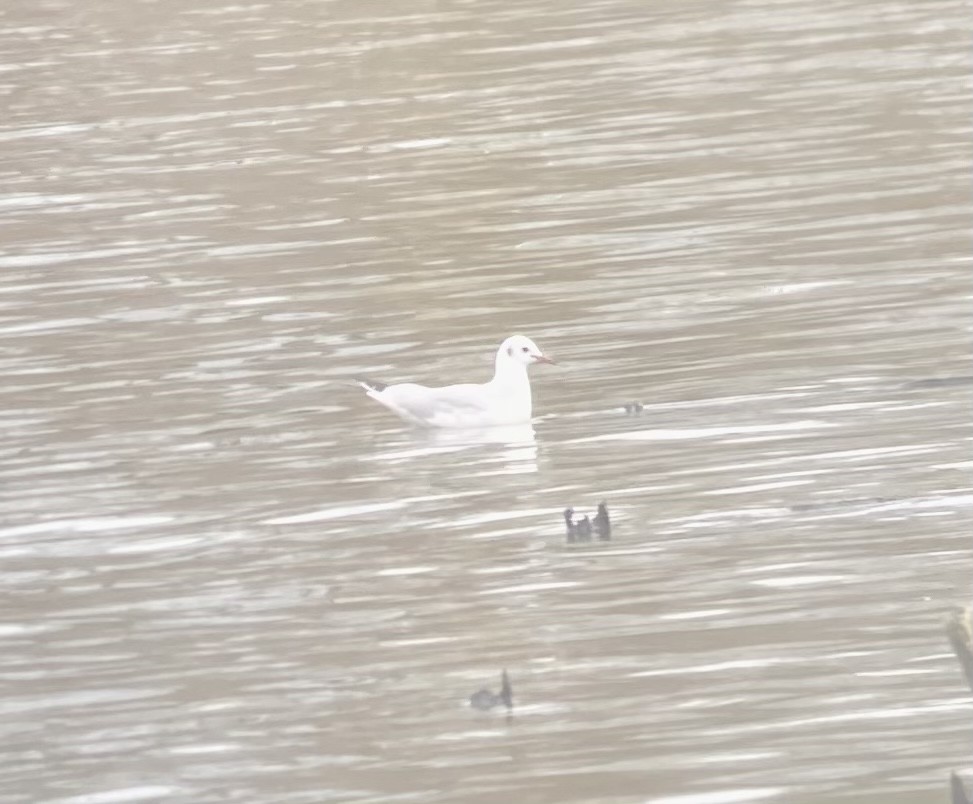 Black-headed Gull - ML614736788